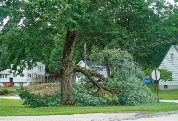 Azalea Park, FL  Tree Services Company